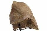 Fossil Turtle Shell Section w/ Metal Stand - South Dakota #335494-2